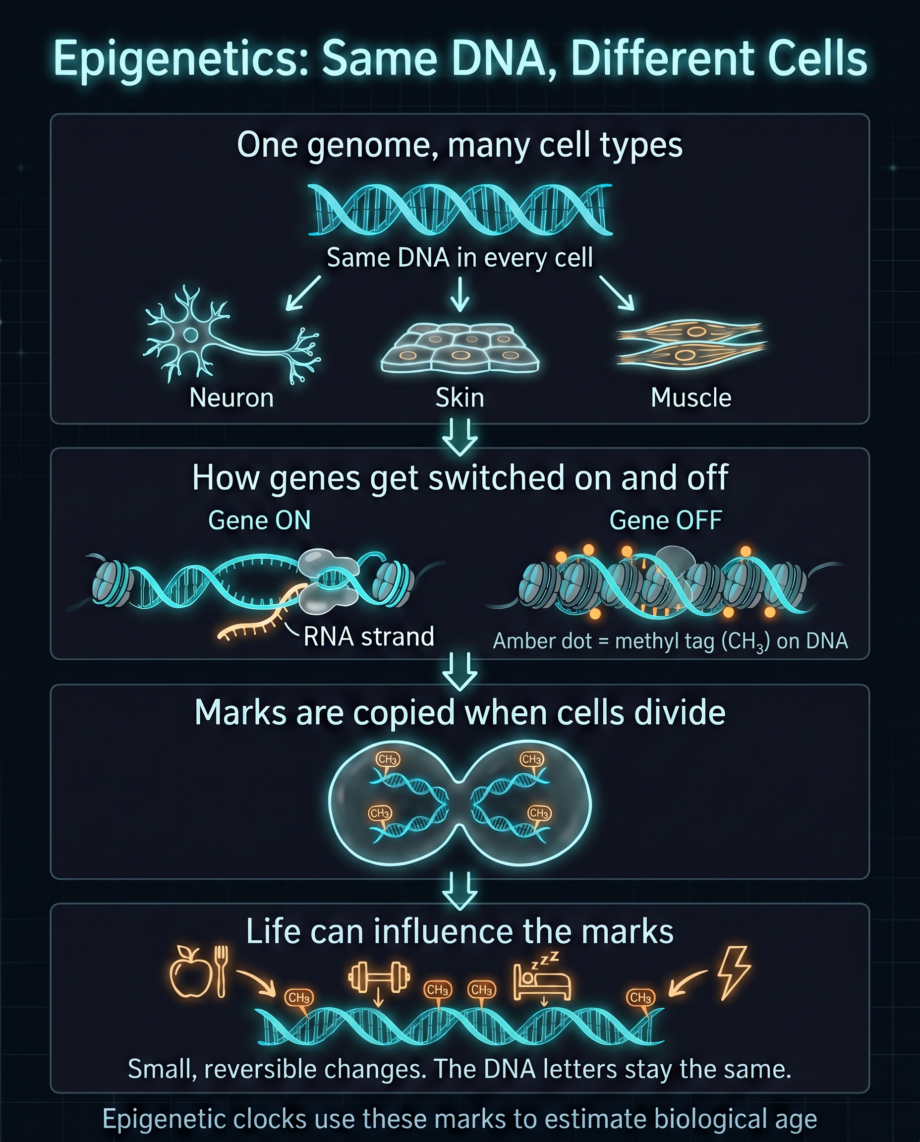Infographic: the same DNA in every cell, how tightly packed histones and methyl tags switch a gene off, how the marks are copied when a cell divides, and how life can influence them.